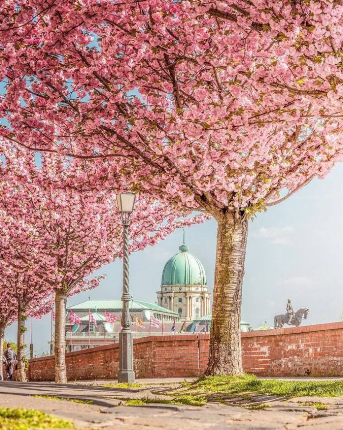 布达佩斯的春天开满花的树梦幻美丽的城市风景锁屏壁纸图片