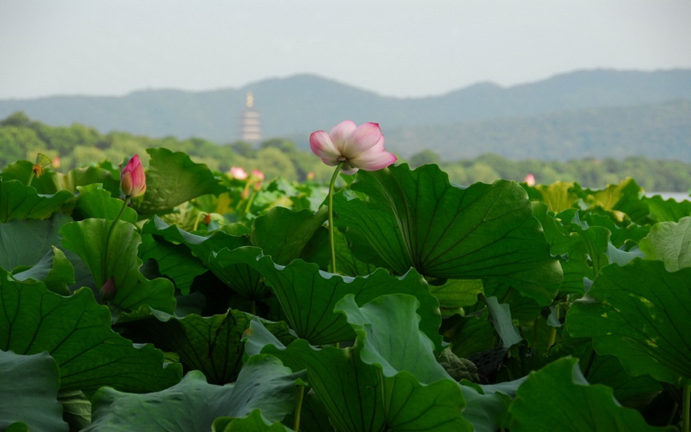 杭州西湖水倒映出花草树木的美景图片