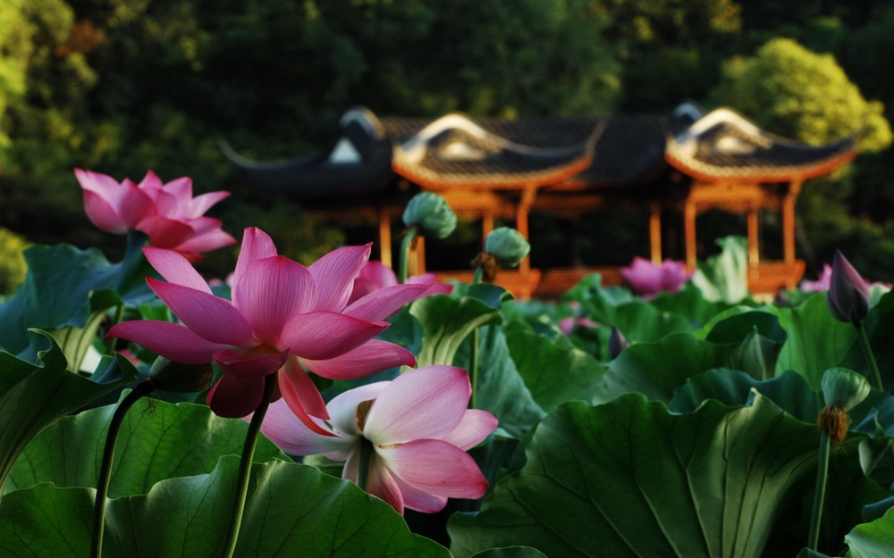 杭州西湖水倒映出花草树木的美景图片