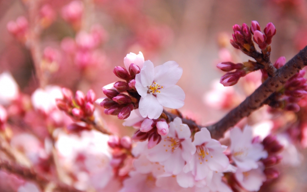 樱花桃花各种颜色的野外花朵小清新唯美风景高清电脑桌面壁纸图片