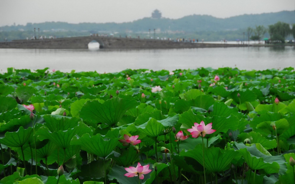 杭州西湖水倒映出花草树木的美景图片