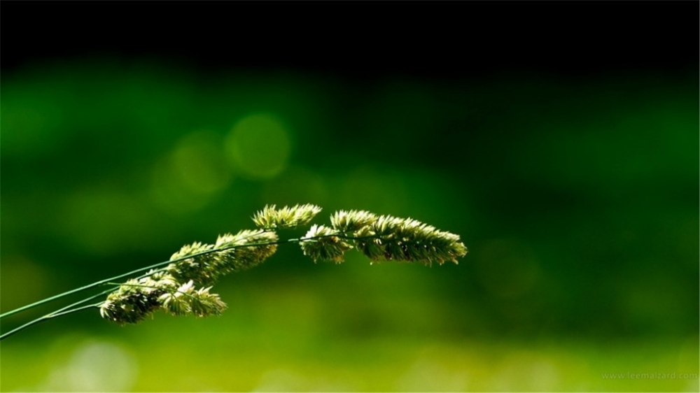 户外大自然的花草树木小清新静态植物特写电脑桌面图片