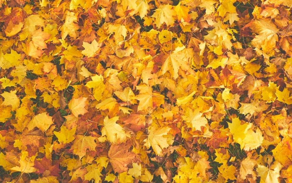 秋天的金黄色枫叶大自然唯美风景电脑桌面图片