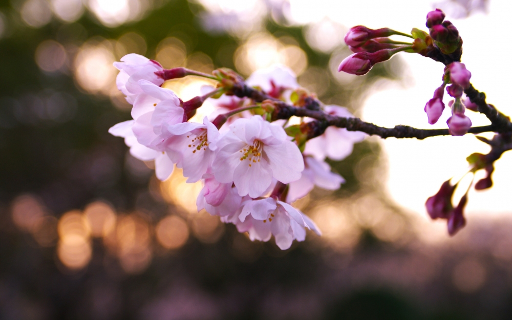 樱花桃花各种颜色的野外花朵小清新唯美风景高清电脑桌面壁纸图片
