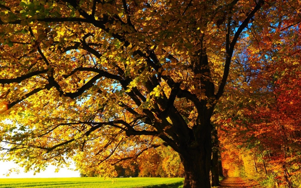 秋天的金黄色枫叶大自然唯美风景电脑桌面图片