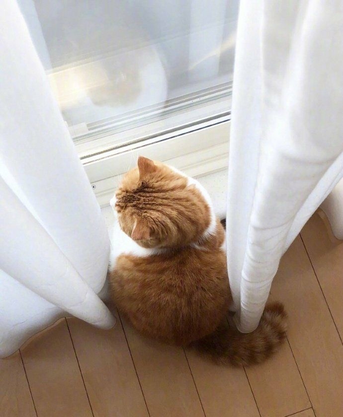 很肥很胖可爱的中华田园橘猫望着窗外远处的可爱背影图片