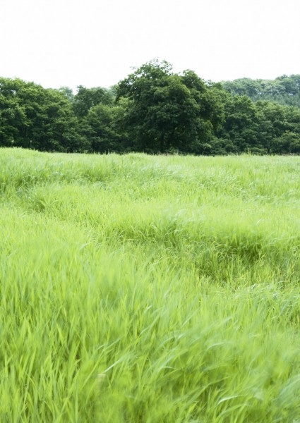 阳光下大自然嫩绿色的草坪野生植物高清唯美小清新意境图片