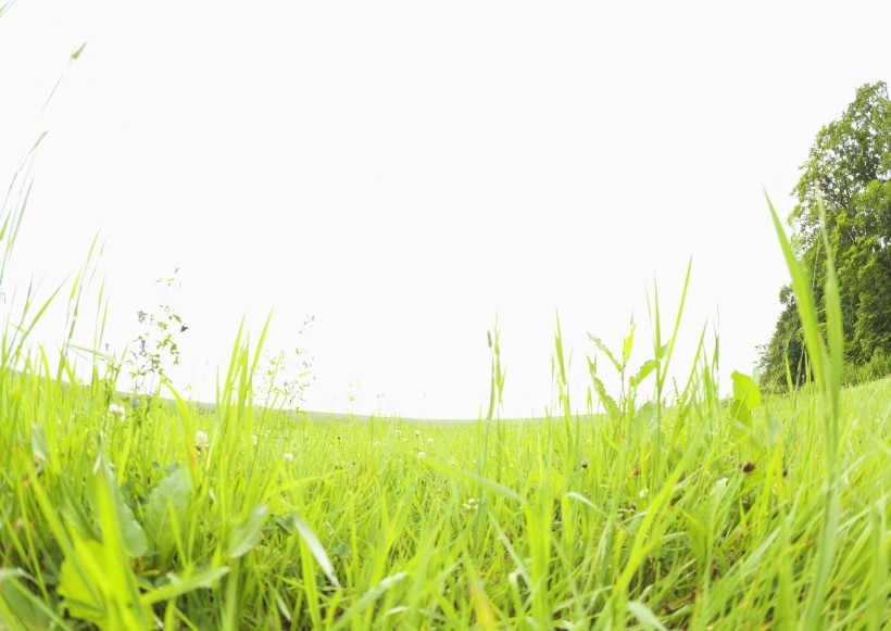 阳光下大自然嫩绿色的草坪野生植物高清唯美小清新意境图片