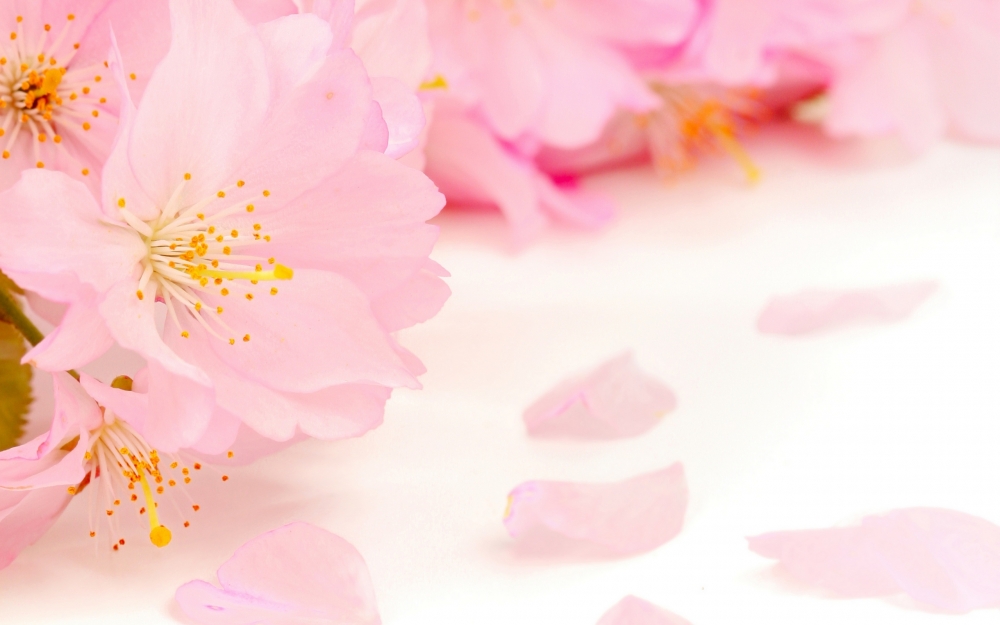 春暖花开万物复苏大自然美丽娇艳的花朵唯美植物桌面壁纸