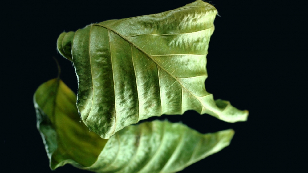 4k超清的野外植物特写镜头宽屏电脑桌面壁纸图片