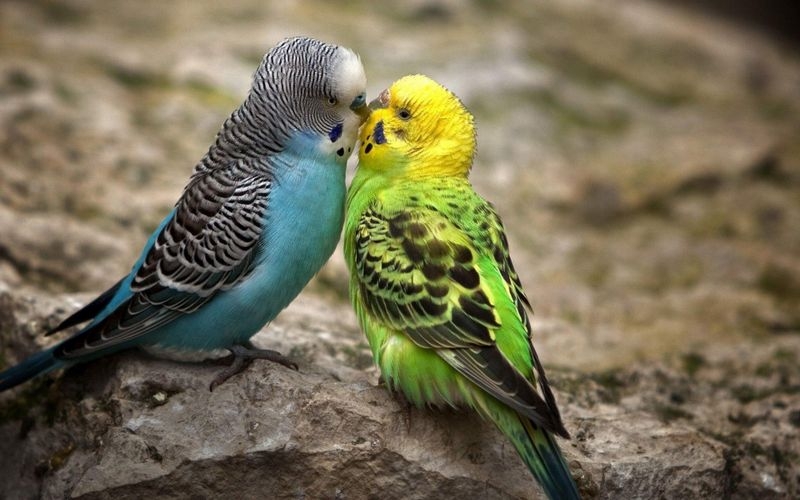 两只好看的鹦鹉接吻亲热小清新唯美的小动物高清电脑桌面壁纸