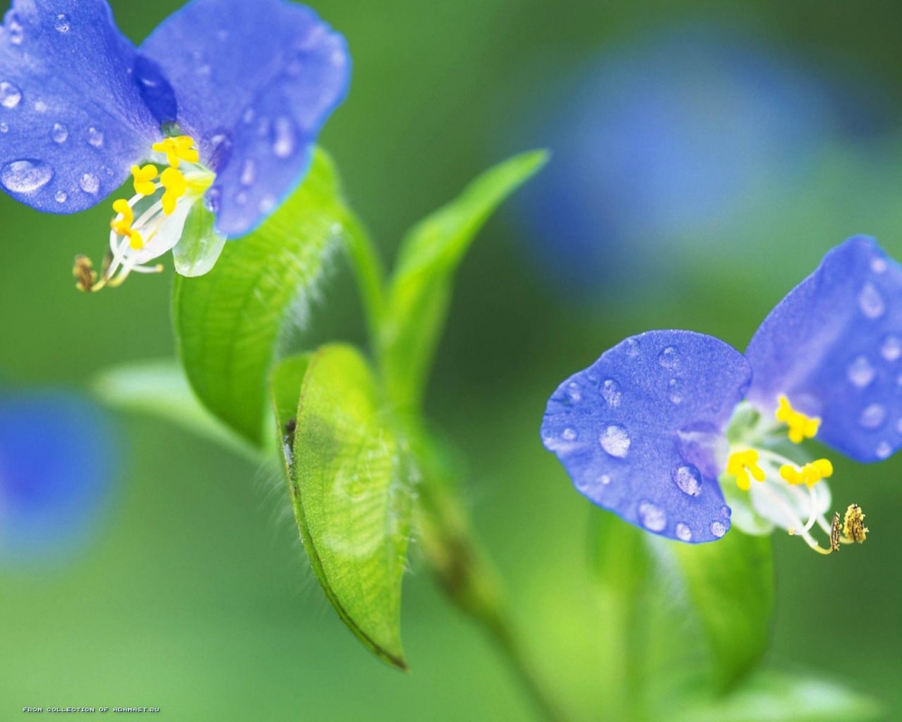 春暖花开万物复苏大自然美丽娇艳的花朵唯美植物桌面壁纸