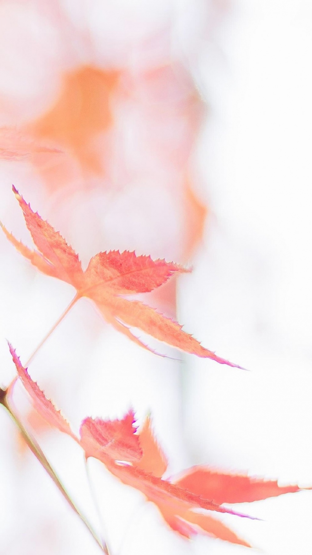秋天泛黄泛红的枫叶植物特写唯美小清新意境手机全屏壁纸