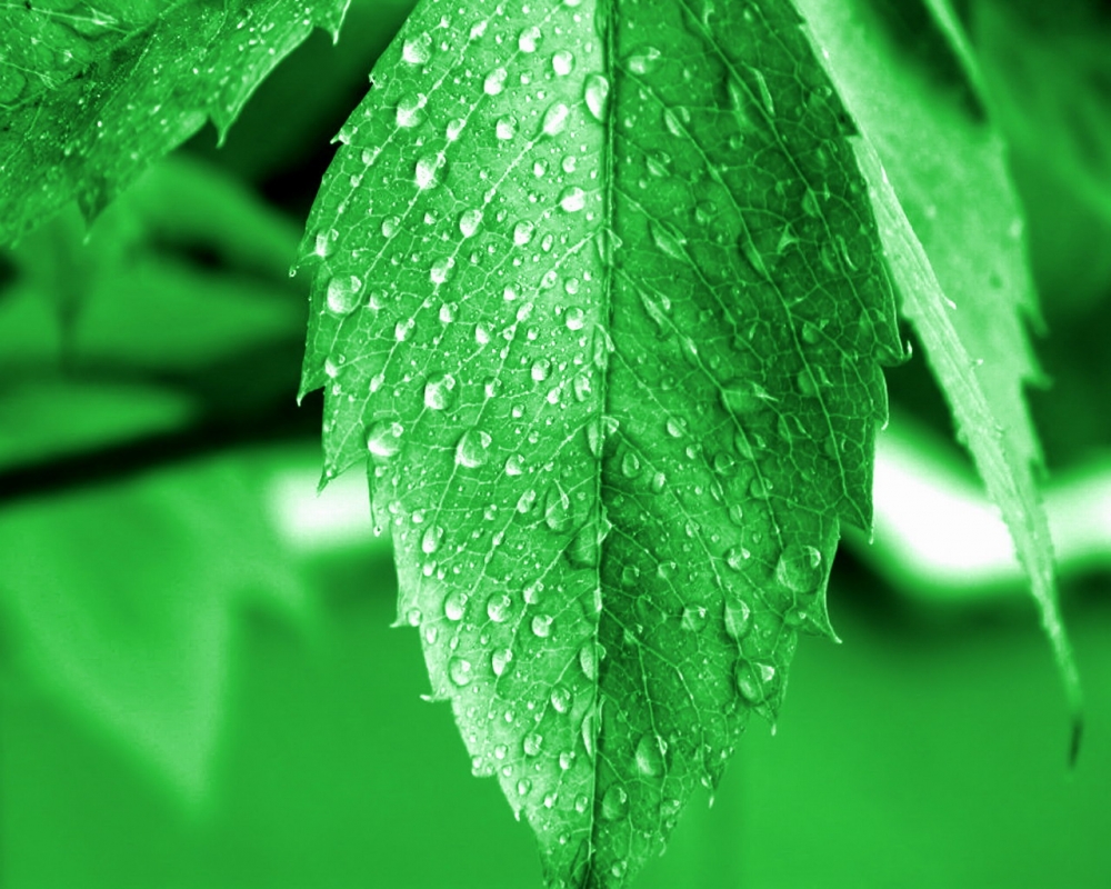 野外嫩绿的叶子上沾满水滴护眼小清新高清电脑桌面壁纸图片