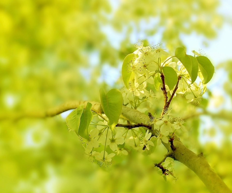 春天嫩绿色的树枝叶子好看的樱花高清植物摄影小清新唯美图片