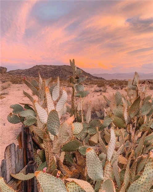 日落黄昏时候的沙漠仙人掌开花的小清新美丽风景图片