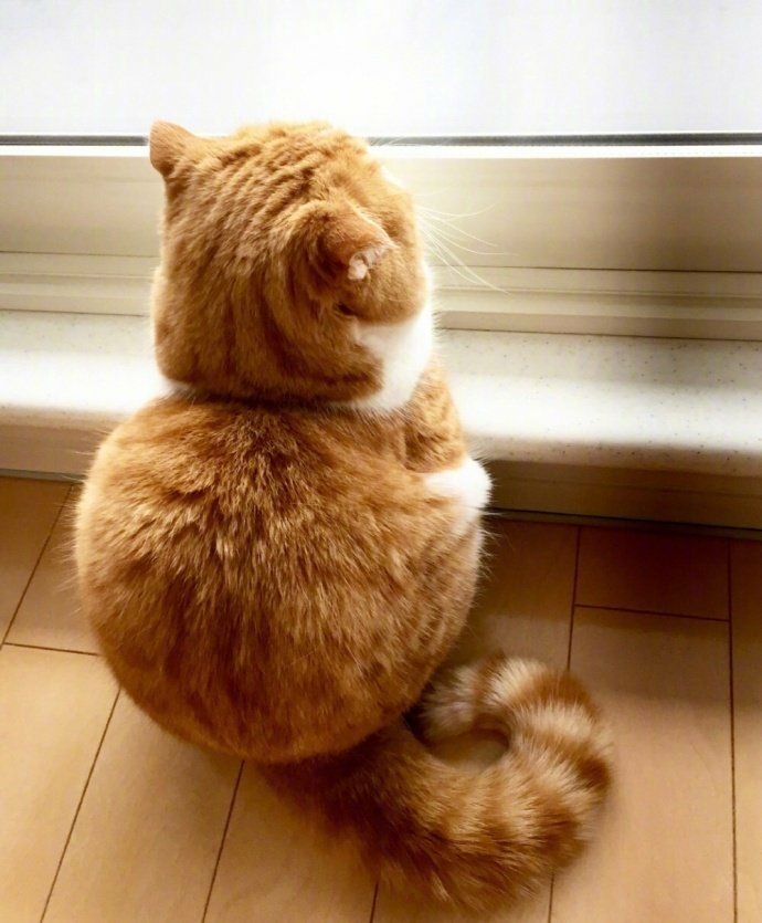 很肥很胖可爱的中华田园橘猫望着窗外远处的可爱背影图片
