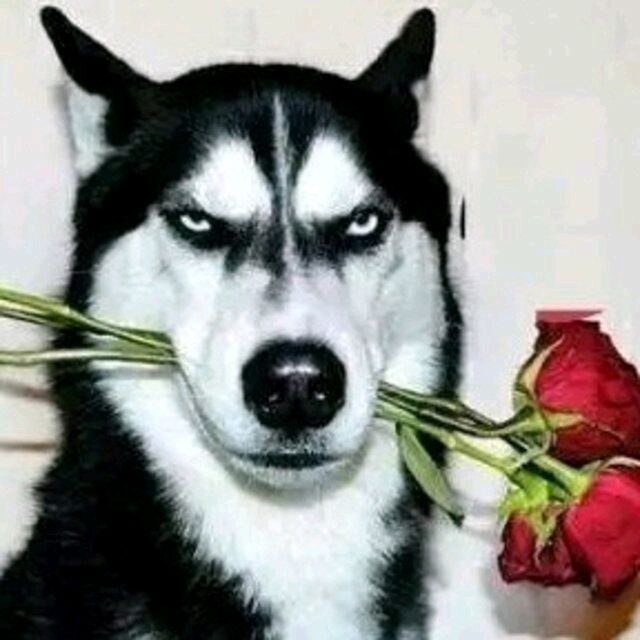 萌蠢的狗狗哈士奇嘴叼着玫瑰花精神污染魔性搞笑表情包图片