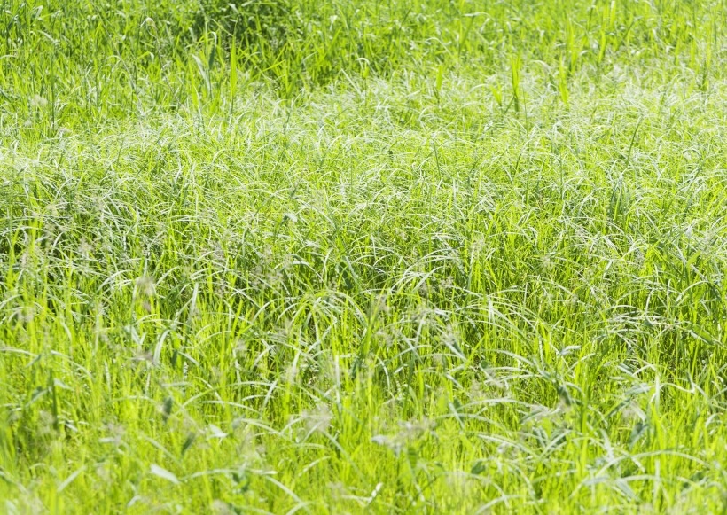 阳光下大自然嫩绿色的草坪野生植物高清唯美小清新意境图片