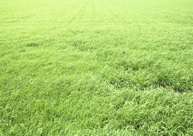 阳光下大自然嫩绿色的草坪野生植物高清唯美小清新意境图片