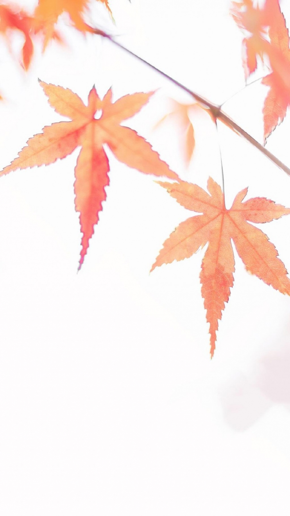 秋天泛黄泛红的枫叶植物特写唯美小清新意境手机全屏壁纸