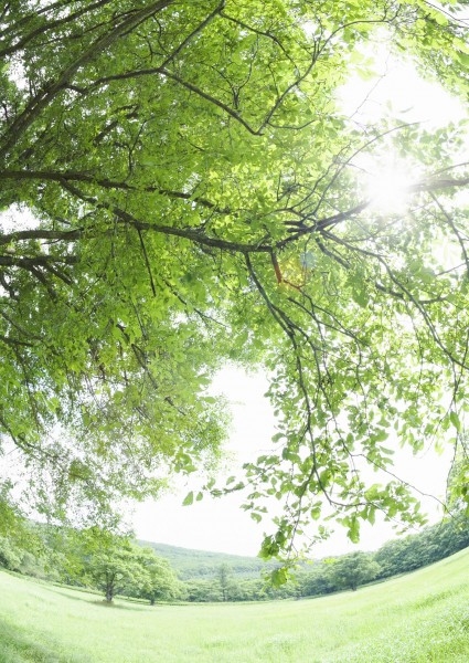 阳光下大自然嫩绿色的草坪野生植物高清唯美小清新意境图片