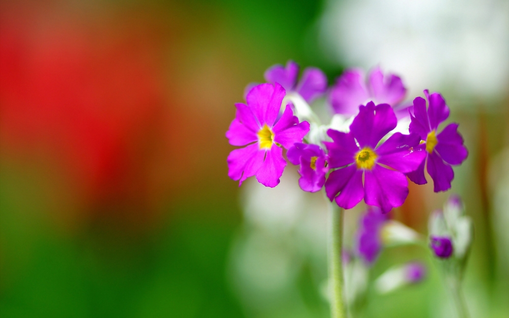 野外紫色的鲜艳花朵大自然植物美景高清图片