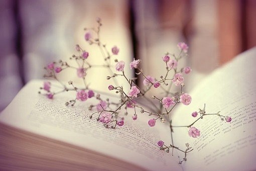 干枯的花朵放在翻开的书本上泛黄复古滤镜唯美小清新图片