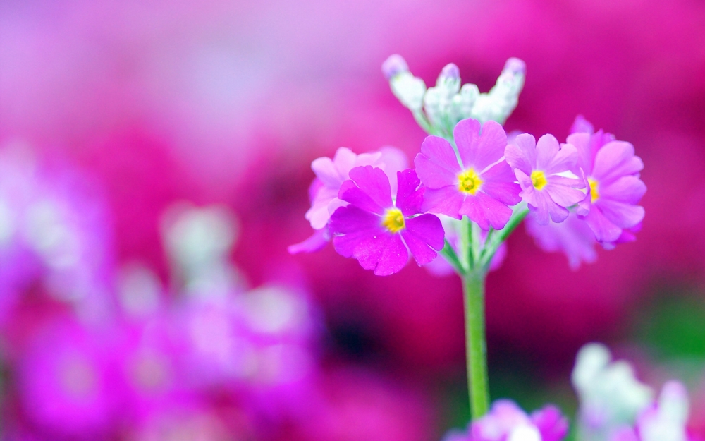 野外紫色的鲜艳花朵大自然植物美景高清图片