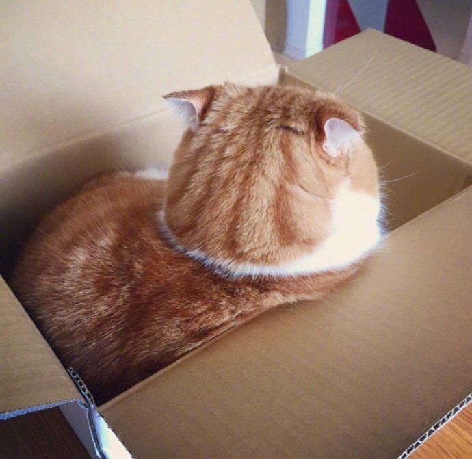 很肥很胖可爱的中华田园橘猫望着窗外远处的可爱背影图片