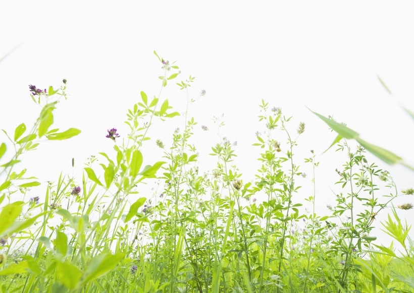 阳光下大自然嫩绿色的草坪野生植物高清唯美小清新意境图片