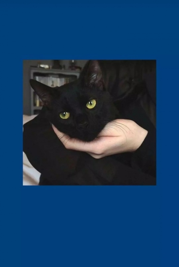 可爱的黑色猫咪插画纯蓝色的背景锁屏壁纸图片