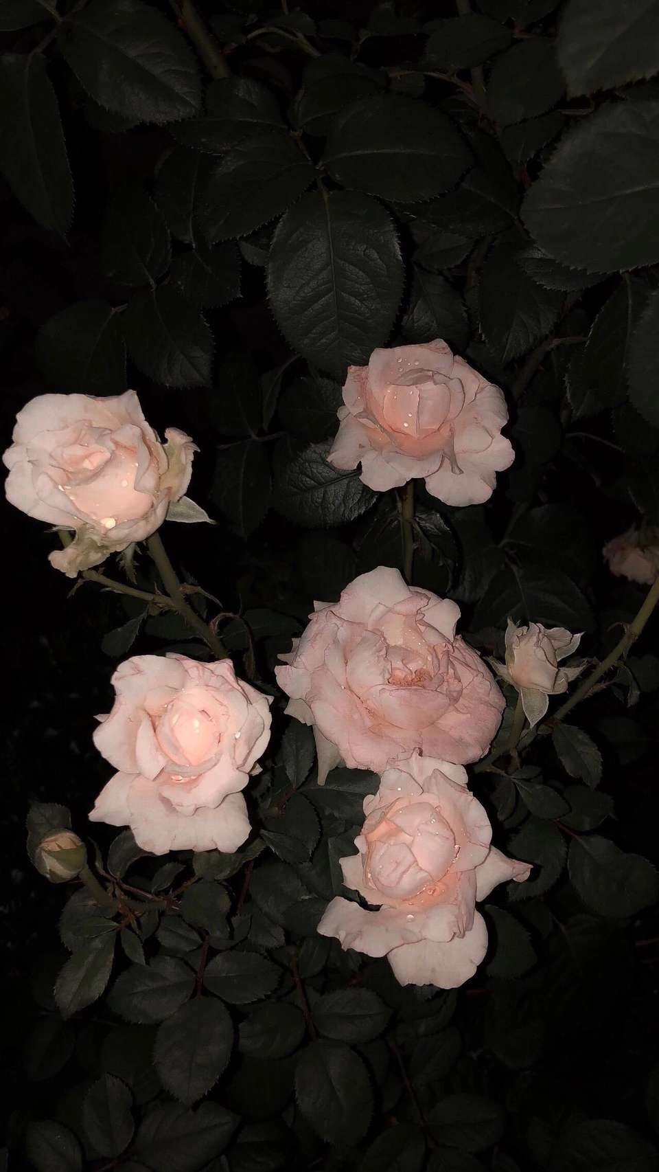 夜晚用闪光灯拍摄粉色玫瑰花美丽的植物图片
