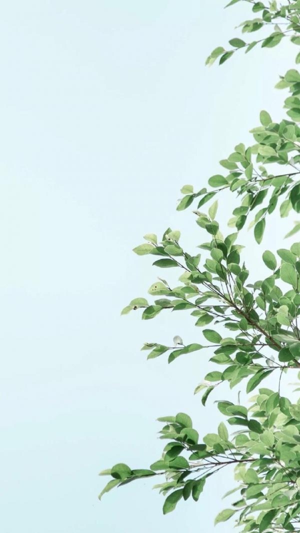 清新淡雅的嫩绿色植物小清新唯美日系护眼苹果手机高清全屏壁纸
