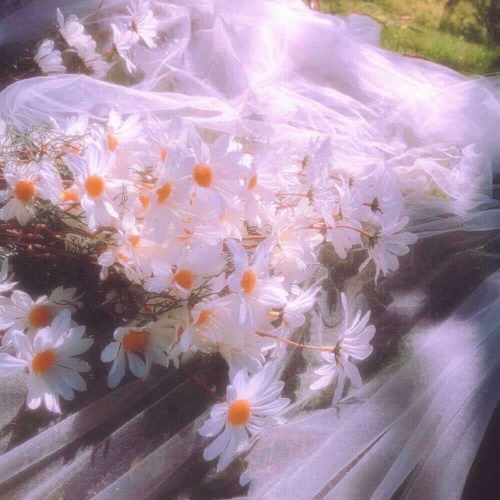 白色菊花小清新充满仙气的照片