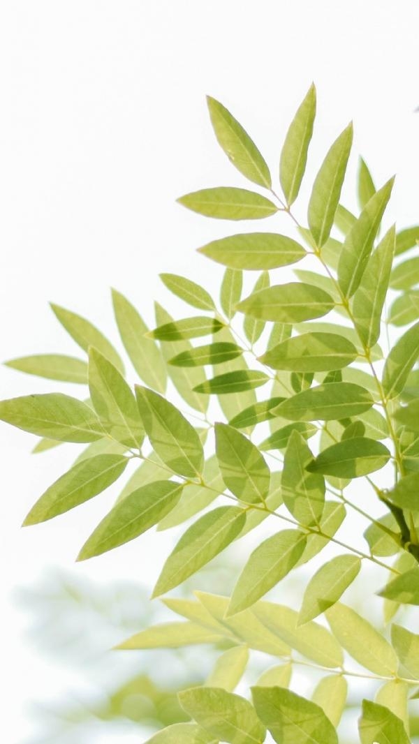 清新淡雅的嫩绿色植物小清新唯美日系护眼苹果手机高清全屏壁纸