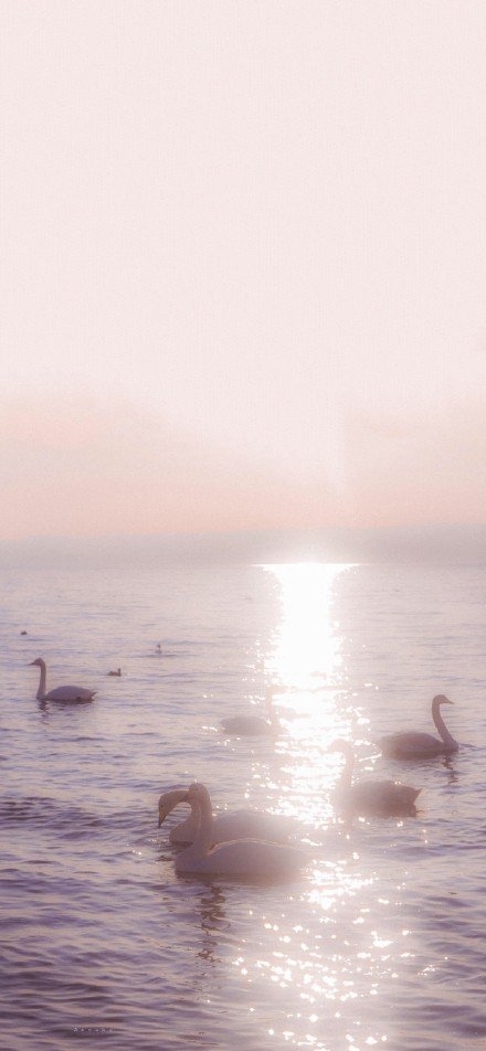 天鹅游在湖面上泛起层层涟漪落日夕阳下的美景意境图片