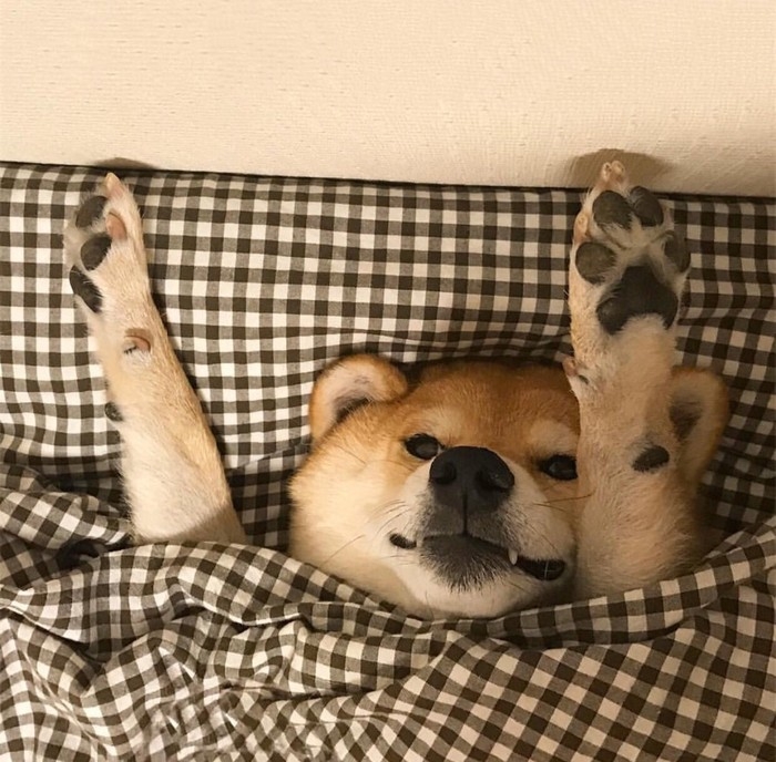 可爱的宠物狗狗柴犬治愈系微笑萌化人心男生女生QQ微信头像图片
