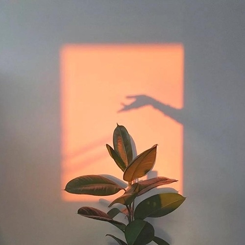 夕阳照射在房间绿植上和手臂影子形成一幅画唯美意境图片