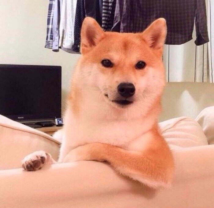 可爱的宠物狗狗柴犬治愈系微笑萌化人心男生女生QQ微信头像图片