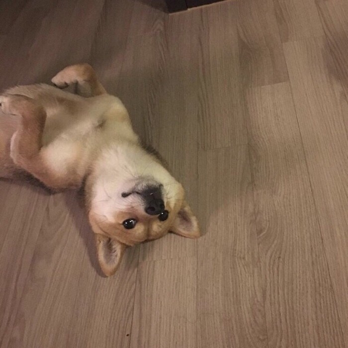 可爱的宠物狗狗柴犬治愈系微笑萌化人心男生女生QQ微信头像图片