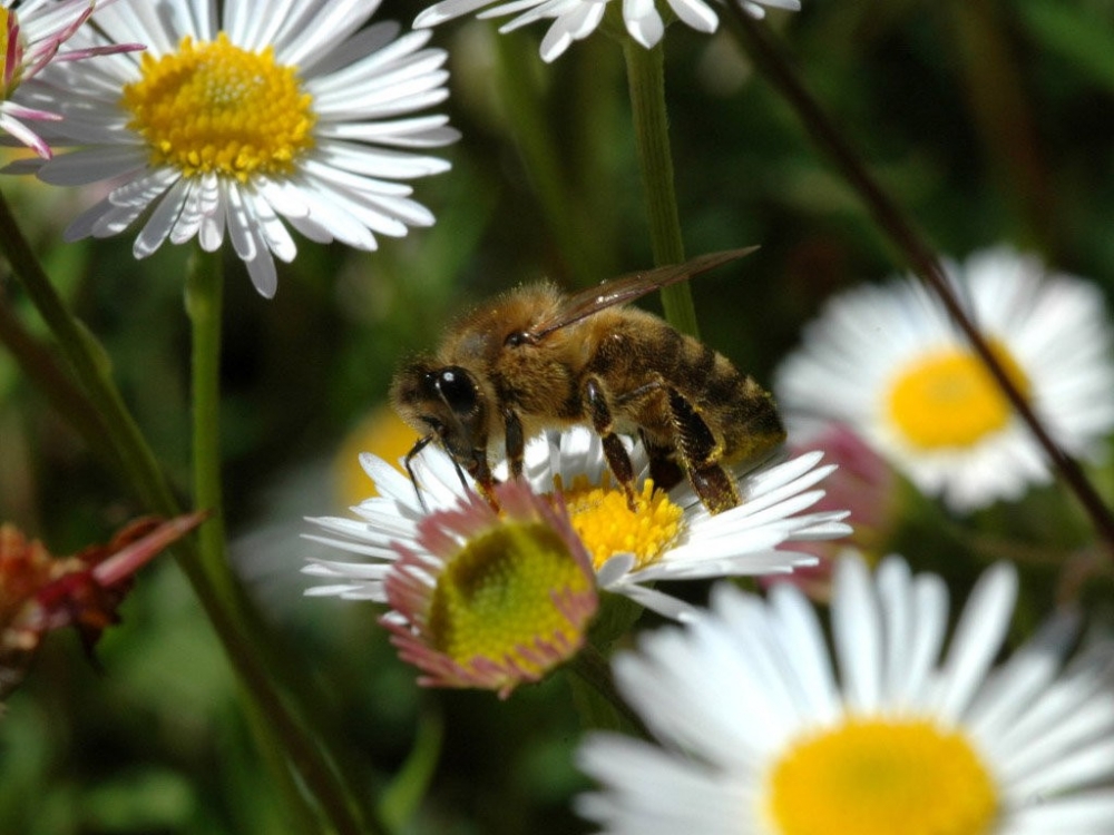 蜜蜂在花朵上采花粉高清特写小动物昆虫电脑桌面壁纸图片