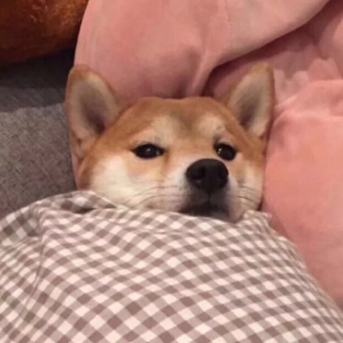 可爱的宠物狗狗柴犬治愈系微笑萌化人心男生女生QQ微信头像图片