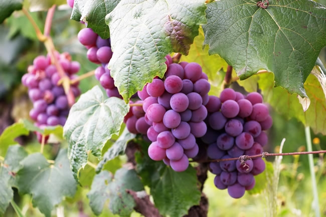 树枝上成熟的紫红色葡萄串新鲜饱满的水果美食图片