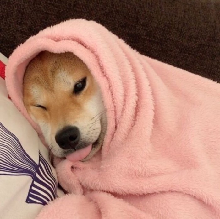 可爱的宠物狗狗柴犬治愈系微笑萌化人心男生女生QQ微信头像图片