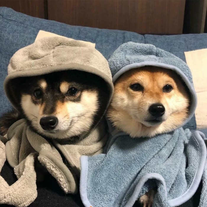 可爱的宠物狗狗柴犬治愈系微笑萌化人心男生女生QQ微信头像图片