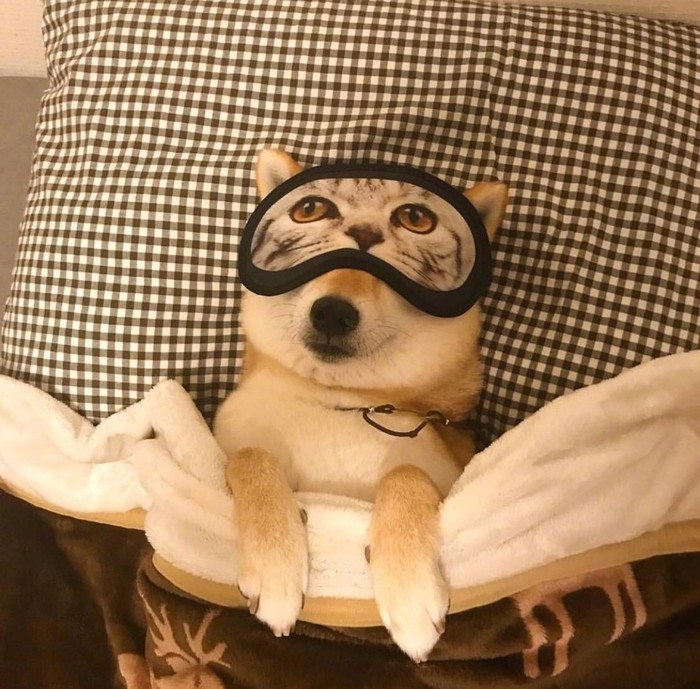 可爱的宠物狗狗柴犬治愈系微笑萌化人心男生女生QQ微信头像图片