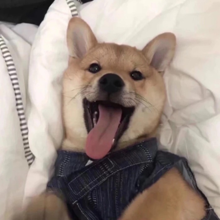 可爱的宠物狗狗柴犬治愈系微笑萌化人心男生女生QQ微信头像图片