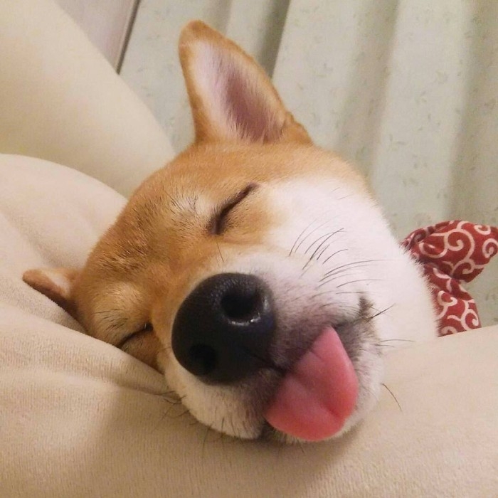 可爱的宠物狗狗柴犬治愈系微笑萌化人心男生女生QQ微信头像图片