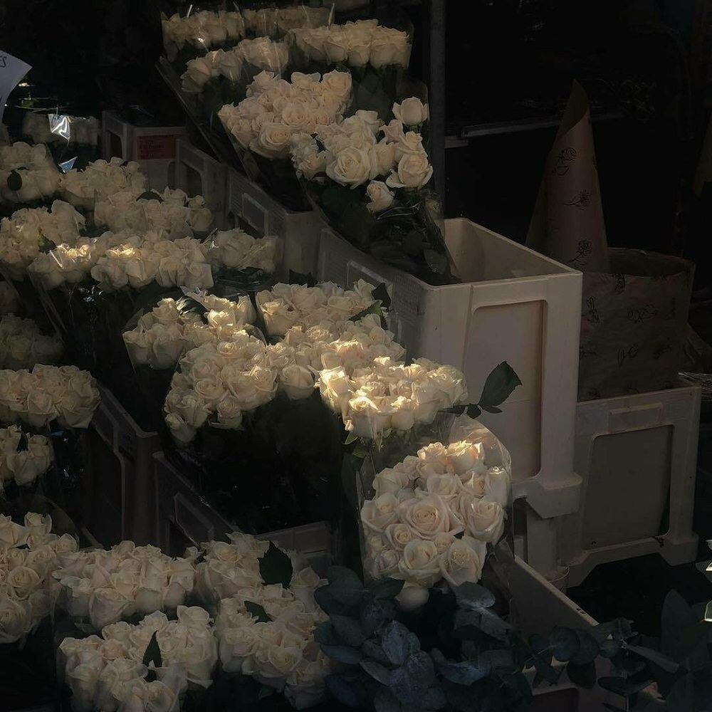 纯白色的玫瑰花美丽好看的鲜花冷淡风小清新图片